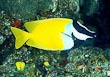 Foxface Fish